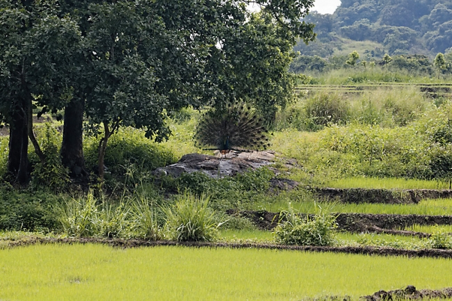 Rawana falls-016